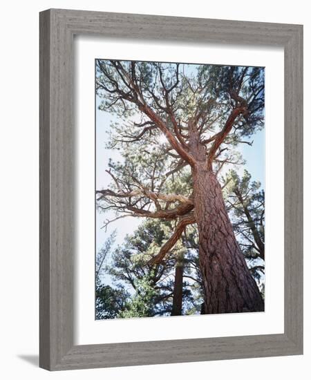 California, Sierra Nevada, Inyo Nf, Old Growth Ponderosa Pine Tree-Christopher Talbot Frank-Framed Photographic Print