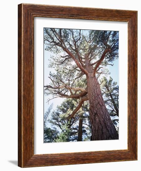 California, Sierra Nevada, Inyo Nf, Old Growth Ponderosa Pine Tree-Christopher Talbot Frank-Framed Photographic Print