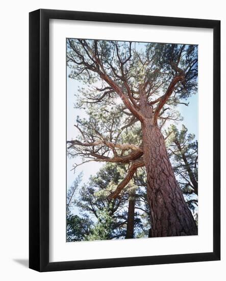 California, Sierra Nevada, Inyo Nf, Old Growth Ponderosa Pine Tree-Christopher Talbot Frank-Framed Photographic Print