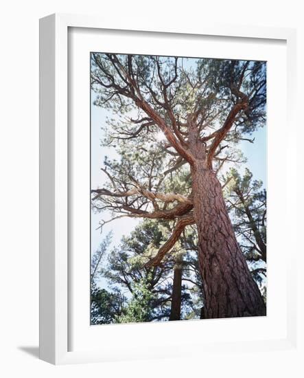 California, Sierra Nevada, Inyo Nf, Old Growth Ponderosa Pine Tree-Christopher Talbot Frank-Framed Photographic Print