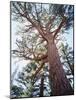 California, Sierra Nevada, Inyo Nf, Old Growth Ponderosa Pine Tree-Christopher Talbot Frank-Mounted Photographic Print