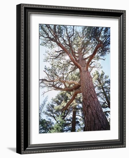 California, Sierra Nevada, Inyo Nf, Old Growth Ponderosa Pine Tree-Christopher Talbot Frank-Framed Photographic Print