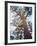 California, Sierra Nevada, Inyo Nf, Old Growth Ponderosa Pine Tree-Christopher Talbot Frank-Framed Photographic Print