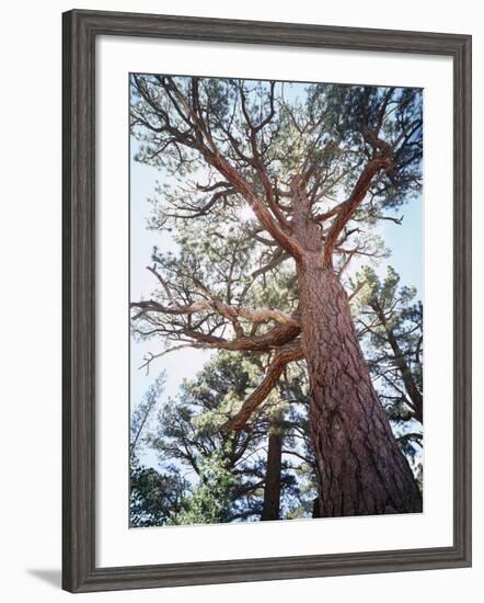 California, Sierra Nevada, Inyo Nf, Old Growth Ponderosa Pine Tree-Christopher Talbot Frank-Framed Photographic Print