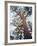 California, Sierra Nevada, Inyo Nf, Old Growth Ponderosa Pine Tree-Christopher Talbot Frank-Framed Photographic Print