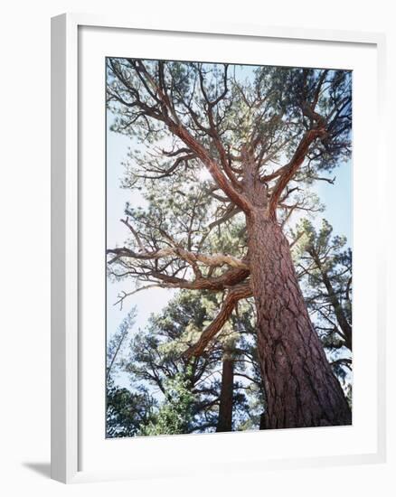 California, Sierra Nevada, Inyo Nf, Old Growth Ponderosa Pine Tree-Christopher Talbot Frank-Framed Photographic Print