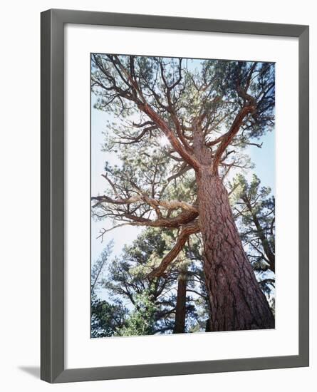 California, Sierra Nevada, Inyo Nf, Old Growth Ponderosa Pine Tree-Christopher Talbot Frank-Framed Photographic Print