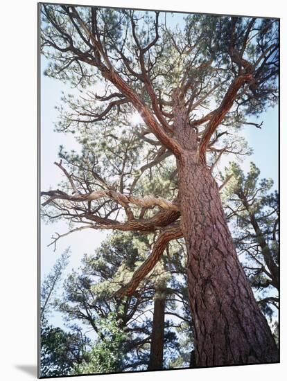 California, Sierra Nevada, Inyo Nf, Old Growth Ponderosa Pine Tree-Christopher Talbot Frank-Mounted Photographic Print