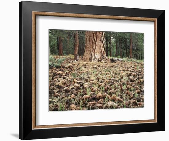 California, Sierra Nevada, Inyo Nf, Pine Cones under a Ponderosa Pine-Christopher Talbot Frank-Framed Photographic Print