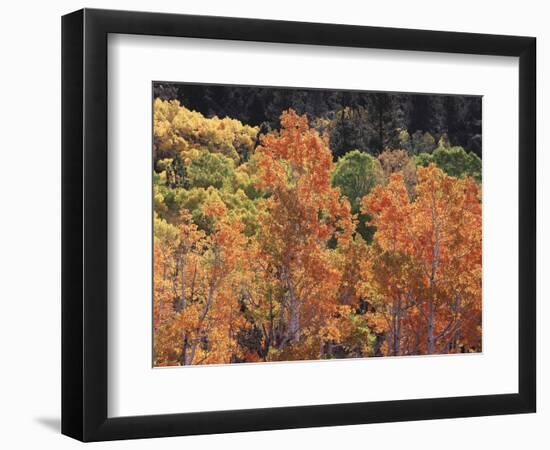 California, Sierra Nevada, Inyo Nf, Rred Fall Colors of Aspens-Christopher Talbot Frank-Framed Photographic Print