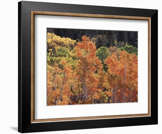 California, Sierra Nevada, Inyo Nf, Rred Fall Colors of Aspens-Christopher Talbot Frank-Framed Photographic Print