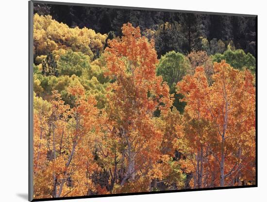 California, Sierra Nevada, Inyo Nf, Rred Fall Colors of Aspens-Christopher Talbot Frank-Mounted Photographic Print