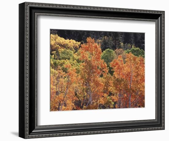 California, Sierra Nevada, Inyo Nf, Rred Fall Colors of Aspens-Christopher Talbot Frank-Framed Photographic Print