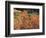 California, Sierra Nevada, Inyo Nf, Rred Fall Colors of Aspens-Christopher Talbot Frank-Framed Photographic Print