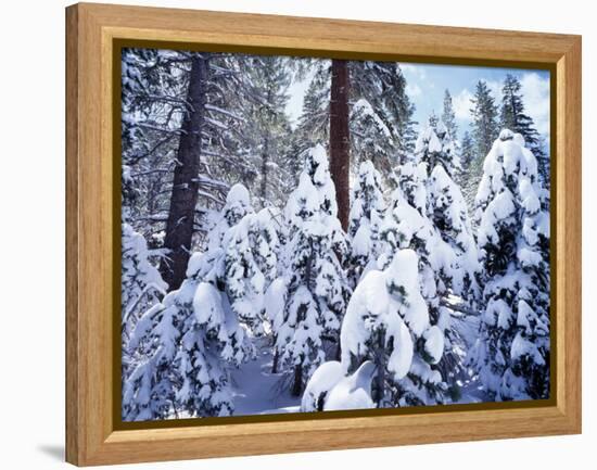 California, Sierra Nevada, Inyo Nf, Snow Covered Red Fir Tree Forest-Christopher Talbot Frank-Framed Premier Image Canvas