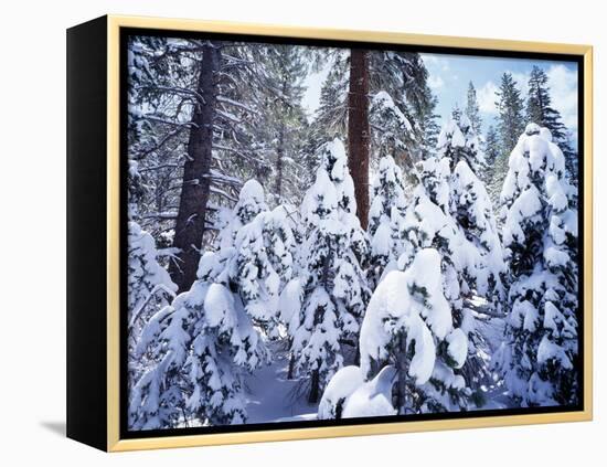 California, Sierra Nevada, Inyo Nf, Snow Covered Red Fir Tree Forest-Christopher Talbot Frank-Framed Premier Image Canvas