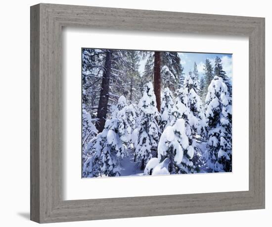 California, Sierra Nevada, Inyo Nf, Snow Covered Red Fir Tree Forest-Christopher Talbot Frank-Framed Photographic Print