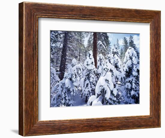 California, Sierra Nevada, Inyo Nf, Snow Covered Red Fir Tree Forest-Christopher Talbot Frank-Framed Photographic Print