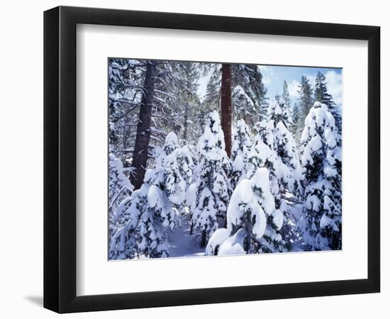 California, Sierra Nevada, Inyo Nf, Snow Covered Red Fir Tree Forest-Christopher Talbot Frank-Framed Photographic Print