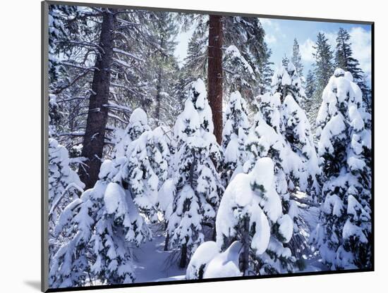 California, Sierra Nevada, Inyo Nf, Snow Covered Red Fir Tree Forest-Christopher Talbot Frank-Mounted Photographic Print