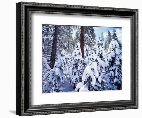 California, Sierra Nevada, Inyo Nf, Snow Covered Red Fir Tree Forest-Christopher Talbot Frank-Framed Photographic Print