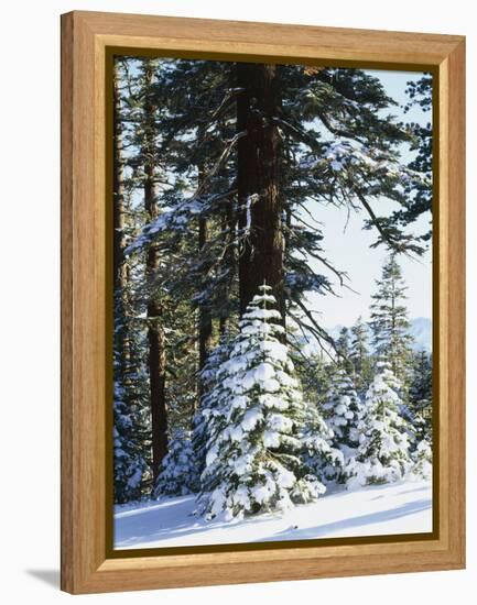 California, Sierra Nevada, Inyo Nf, Snow Covered Red Fir Trees Trees-Christopher Talbot Frank-Framed Premier Image Canvas