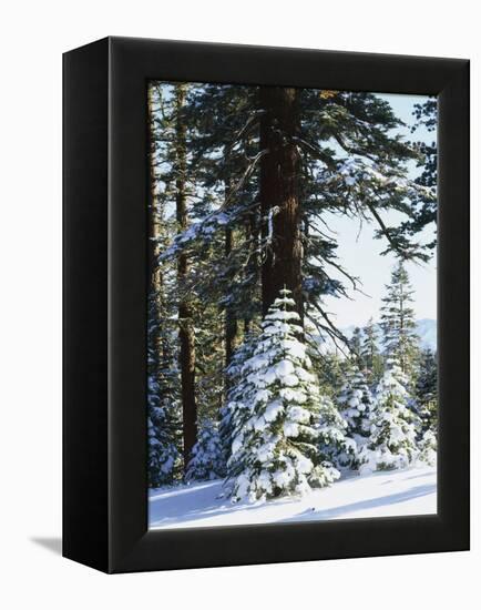 California, Sierra Nevada, Inyo Nf, Snow Covered Red Fir Trees Trees-Christopher Talbot Frank-Framed Premier Image Canvas