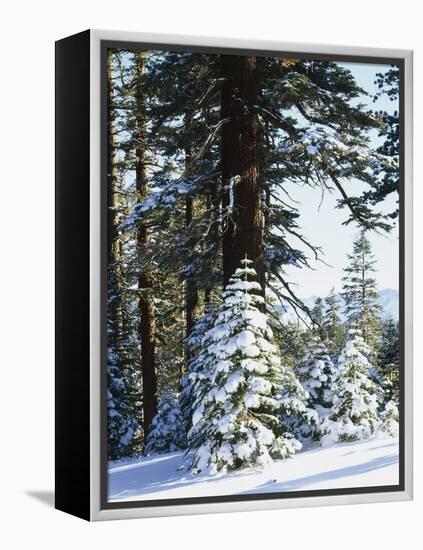 California, Sierra Nevada, Inyo Nf, Snow Covered Red Fir Trees Trees-Christopher Talbot Frank-Framed Premier Image Canvas