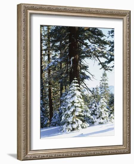 California, Sierra Nevada, Inyo Nf, Snow Covered Red Fir Trees Trees-Christopher Talbot Frank-Framed Photographic Print