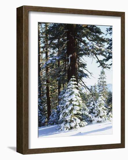 California, Sierra Nevada, Inyo Nf, Snow Covered Red Fir Trees Trees-Christopher Talbot Frank-Framed Photographic Print