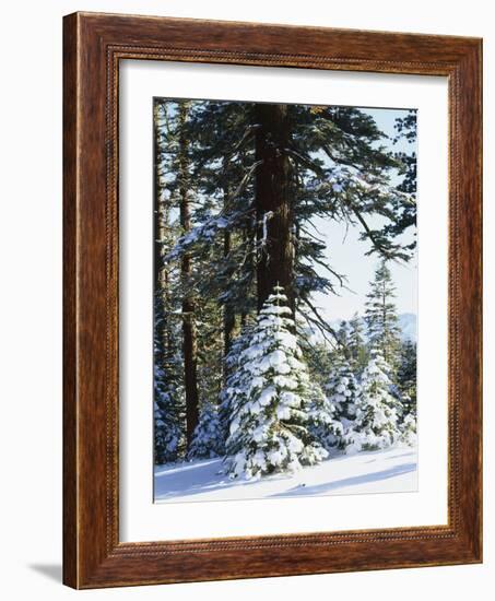 California, Sierra Nevada, Inyo Nf, Snow Covered Red Fir Trees Trees-Christopher Talbot Frank-Framed Photographic Print