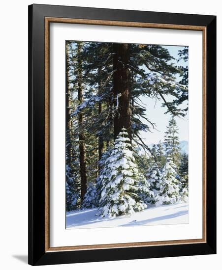 California, Sierra Nevada, Inyo Nf, Snow Covered Red Fir Trees Trees-Christopher Talbot Frank-Framed Photographic Print