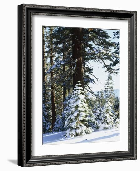 California, Sierra Nevada, Inyo Nf, Snow Covered Red Fir Trees Trees-Christopher Talbot Frank-Framed Photographic Print