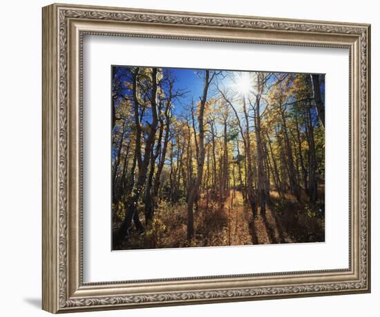 California, Sierra Nevada, Inyo Nf, Suns Rays Backlight Autumn Aspens-Christopher Talbot Frank-Framed Photographic Print