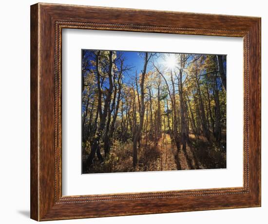 California, Sierra Nevada, Inyo Nf, Suns Rays Backlight Autumn Aspens-Christopher Talbot Frank-Framed Photographic Print