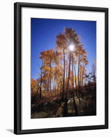 California, Sierra Nevada, Inyo Nf, Suns Rays Through Autumn Aspens-Christopher Talbot Frank-Framed Photographic Print