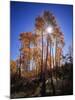 California, Sierra Nevada, Inyo Nf, Suns Rays Through Autumn Aspens-Christopher Talbot Frank-Mounted Photographic Print