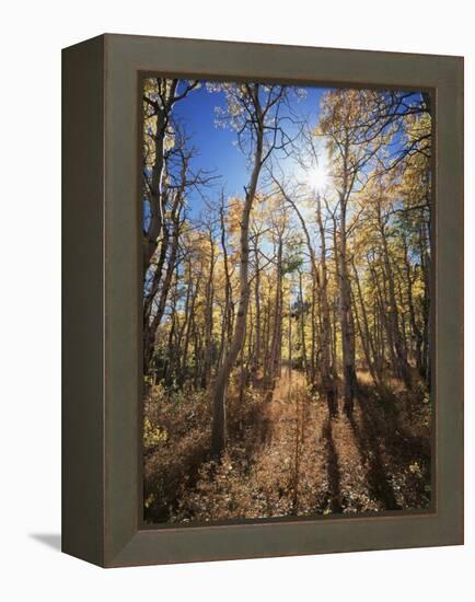 California, Sierra Nevada, Inyo Nf, Suns Rays Through Autumn Aspens-Christopher Talbot Frank-Framed Premier Image Canvas