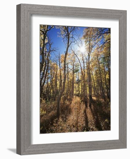 California, Sierra Nevada, Inyo Nf, Suns Rays Through Autumn Aspens-Christopher Talbot Frank-Framed Photographic Print