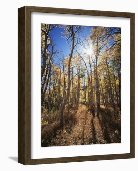 California, Sierra Nevada, Inyo Nf, Suns Rays Through Autumn Aspens-Christopher Talbot Frank-Framed Photographic Print