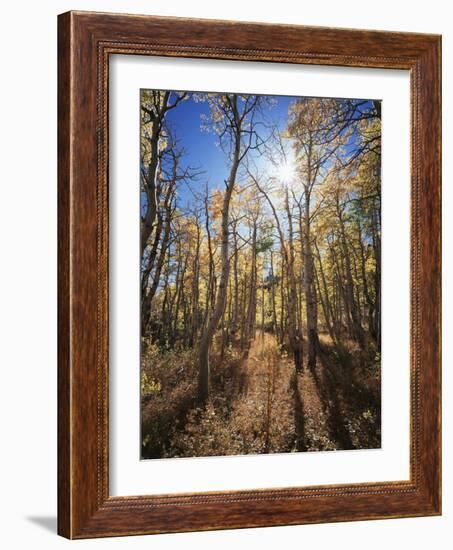 California, Sierra Nevada, Inyo Nf, Suns Rays Through Autumn Aspens-Christopher Talbot Frank-Framed Photographic Print