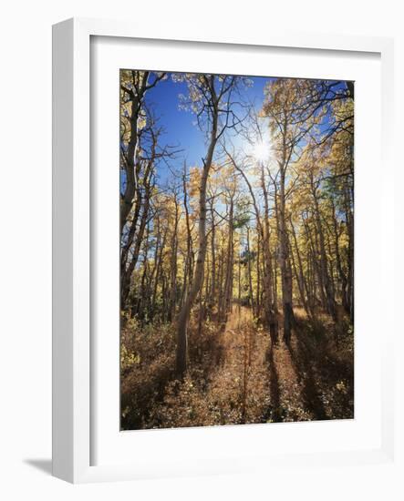 California, Sierra Nevada, Inyo Nf, Suns Rays Through Autumn Aspens-Christopher Talbot Frank-Framed Photographic Print