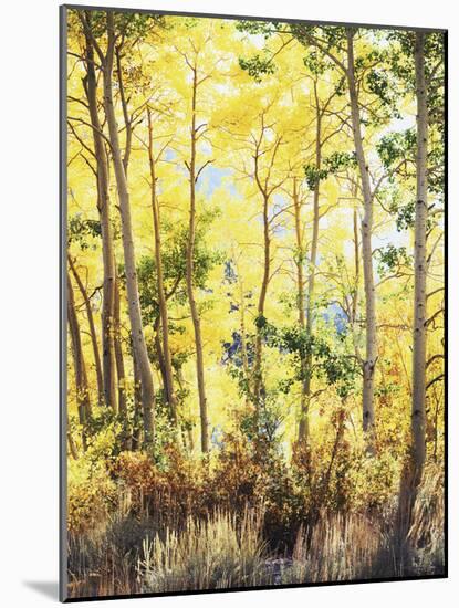 California, Sierra Nevada, Inyo Nf, Suns Rays Through Autumn Aspens-Christopher Talbot Frank-Mounted Photographic Print