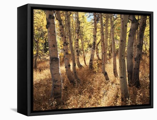 California, Sierra Nevada, Inyo Nf, the Autumn Colors of Aspen Trees-Christopher Talbot Frank-Framed Premier Image Canvas