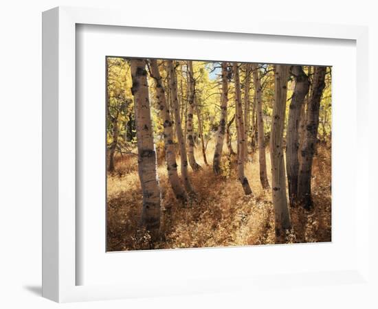 California, Sierra Nevada, Inyo Nf, the Autumn Colors of Aspen Trees-Christopher Talbot Frank-Framed Photographic Print