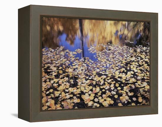 California, Sierra Nevada, Inyo Nf, the Fall Colors Aspen Leaves-Christopher Talbot Frank-Framed Premier Image Canvas