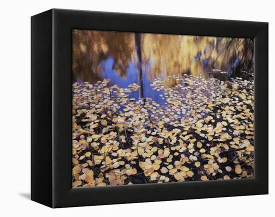 California, Sierra Nevada, Inyo Nf, the Fall Colors Aspen Leaves-Christopher Talbot Frank-Framed Premier Image Canvas