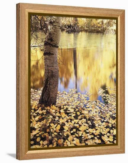 California, Sierra Nevada, Inyo Nf, the Fall Colors Aspen Leaves-Christopher Talbot Frank-Framed Premier Image Canvas