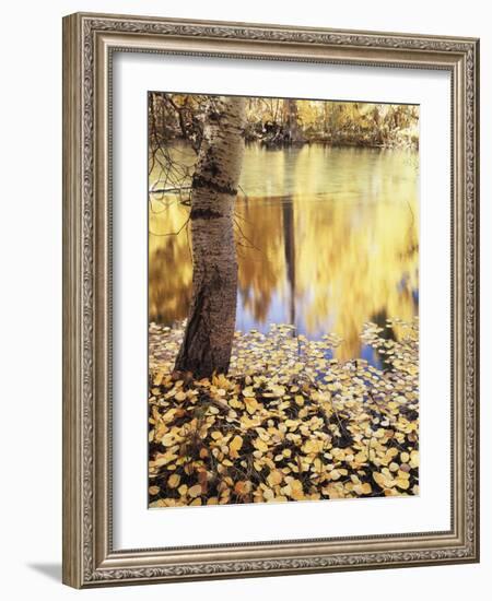 California, Sierra Nevada, Inyo Nf, the Fall Colors Aspen Leaves-Christopher Talbot Frank-Framed Photographic Print