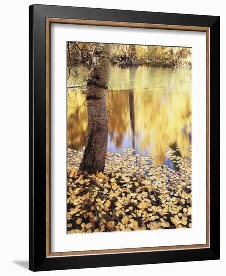 California, Sierra Nevada, Inyo Nf, the Fall Colors Aspen Leaves-Christopher Talbot Frank-Framed Photographic Print